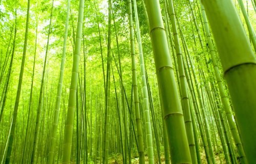 bamboo-wallpapers-best-beautiful-wallpaper_beautiful-bamboo-in-garden_dining-room_dining-room-cabinets-houzz-table-set-decorating-ideas-tables-and-chairs-centerpieces-lighting-modern